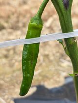 팜모닝 고추·병해충상담 게시글 이미지