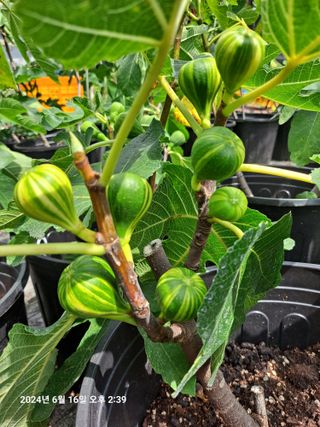 수선화30956님의 자유주제 · 자유게시판 작성글 사진