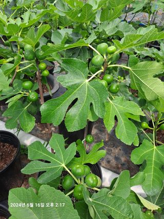 수선화30956님의 자유주제 · 자유게시판 작성글 사진