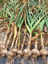 팜모닝 마늘·영농일지 게시글 이미지