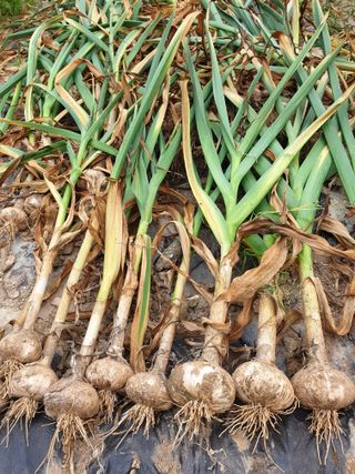 서씨농장님의 마늘 · 영농일지 작성글 사진