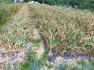 서씨농장님의 마늘 · 영농일지 작성글 사진