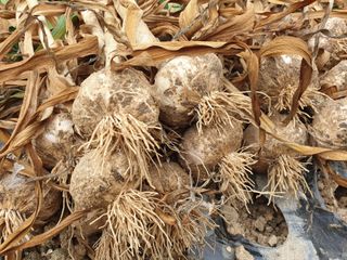 서씨농장님의 마늘 · 영농일지 작성글 사진