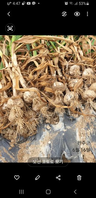 서씨농장님의 마늘 · 영농일지 작성글 사진