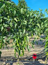 팜모닝 고추·영농일지 게시글 이미지