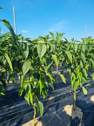 태풍한가름님의 고추 · 영농일지 작성글 사진