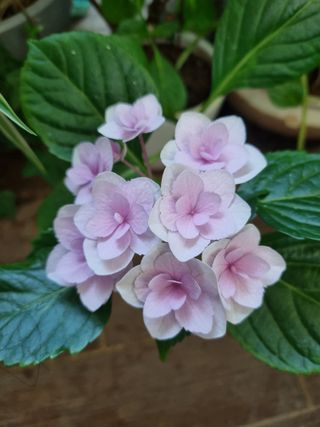 신일향님의 옥수수 · 영농일지 작성글 사진