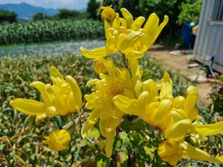 신일향님의 옥수수 · 영농일지 작성글 사진