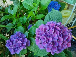 신일향님의 옥수수 · 영농일지 작성글 사진