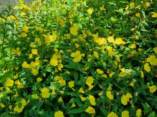 신일향님의 옥수수 · 영농일지 작성글 사진