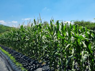 신일향님의 옥수수 · 영농일지 작성글 사진