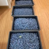 팜모닝 블루베리·영농일지 게시글 이미지