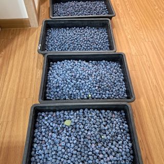 주일현님의 블루베리 · 영농일지 작성글 사진