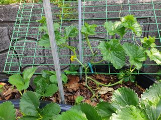 서씨농장님의 자유주제 · 자유게시판 작성글 사진