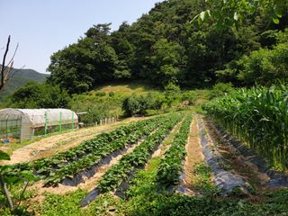서씨농장님의 자유주제 · 자유게시판 작성글 사진