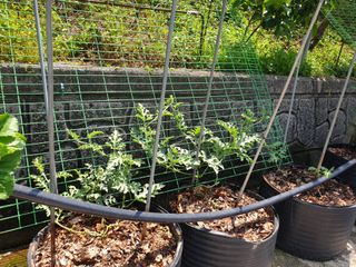 서씨농장님의 자유주제 · 자유게시판 작성글 사진