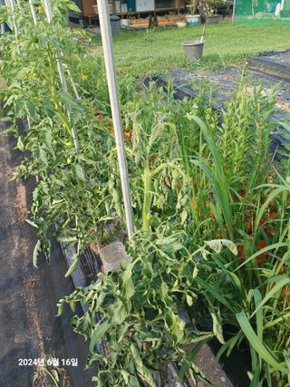 민재농장님의 농사, 무엇이든 물어보세요! · 참여글 작성글 사진