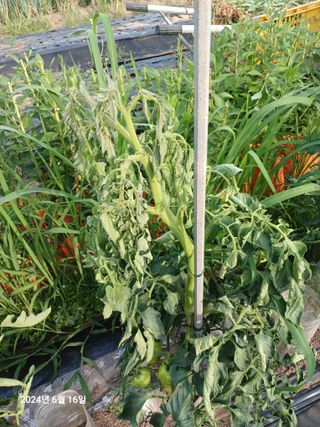 민재농장님의 농사, 무엇이든 물어보세요! · 참여글 작성글 사진