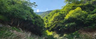 장기수님의 고구마 · 영농일지 작성글 사진