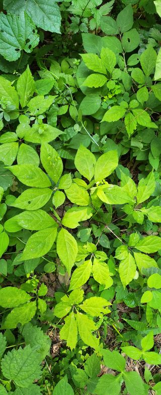 장기수님의 고구마 · 영농일지 작성글 사진