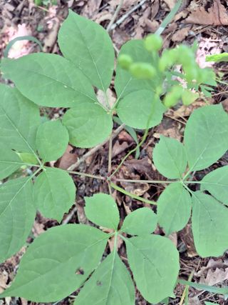 장기수님의 고구마 · 영농일지 작성글 사진
