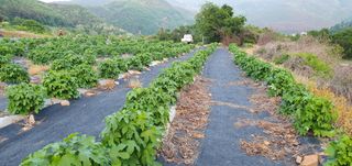 류길복님의 두릅 · 영농일지 작성글 사진