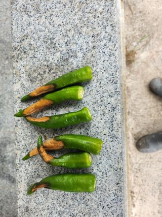 최석구님의 고추 · 영농일지 작성글 사진