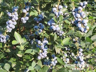 동우농장(김대욱)님의 블루베리 · 자유게시판 작성글 사진