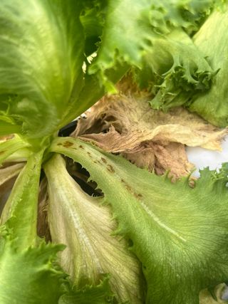 지용진님의 상추 · 병해충상담 작성글 사진