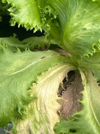 지용진님의 상추 · 병해충상담 작성글 사진