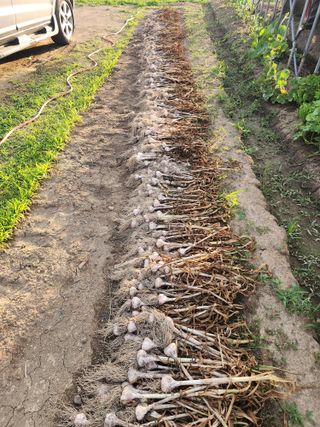 최영희님의 마늘 · 영농일지 작성글 사진