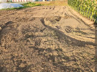 최영희님의 마늘 · 영농일지 작성글 사진