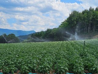 이석민님의 감자 · 영농일지 작성글 사진