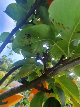 큰골왕자님의 배 · 병해충상담 작성글 사진