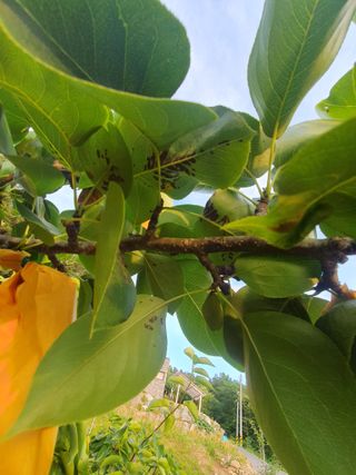 큰골왕자님의 배 · 병해충상담 작성글 사진