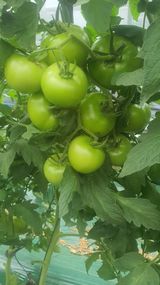 팜모닝 토마토·영농일지 게시글 이미지