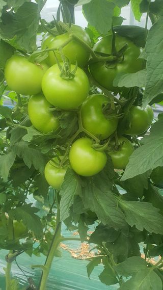 호미자루님의 토마토 · 영농일지 작성글 사진