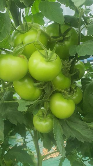 호미자루님의 토마토 · 영농일지 작성글 사진