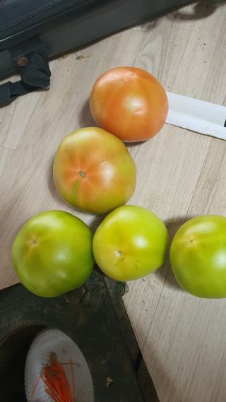 호미자루님의 토마토 · 영농일지 작성글 사진