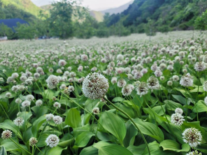 장터 상품 [5년근 산마늘(명이나물) 종구 판매] 썸네일