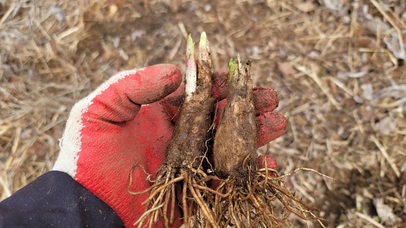 운봉골농원(배강조)님의 장터 판매 상품 [5년근 산마늘(명이나물) 종구 판매] 첨부 사진