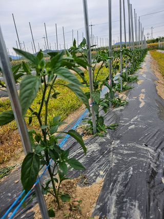 김덕조님의 고추 · 영농일지 작성글 사진