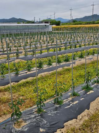 김덕조님의 고추 · 영농일지 작성글 사진