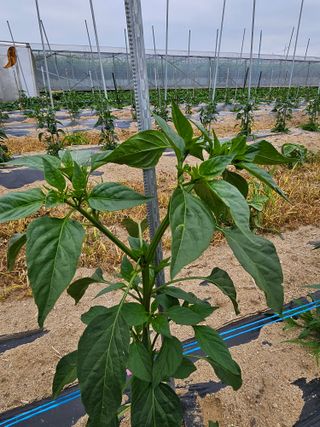 김덕조님의 고추 · 영농일지 작성글 사진