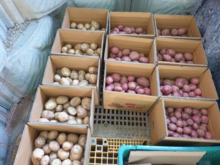 편점님의 감자 · 영농일지 작성글 사진