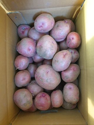 편점님의 감자 · 영농일지 작성글 사진