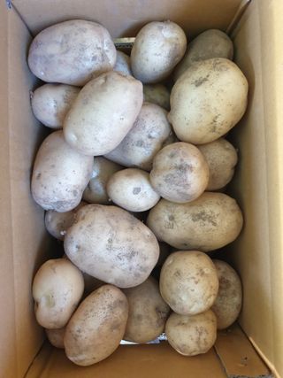 편점님의 감자 · 영농일지 작성글 사진