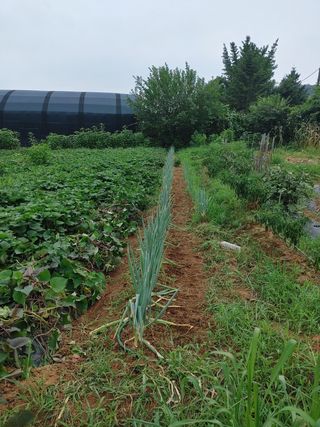 예스맴님의 벼 · 자유게시판 작성글 사진