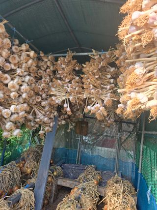 김재경님의 마늘 · 영농일지 작성글 사진