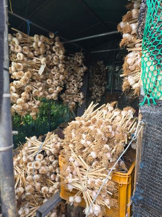 김재경님의 마늘 · 영농일지 작성글 사진